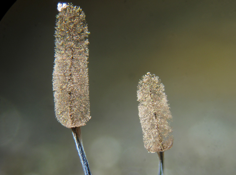 Stemonitopsis typhina